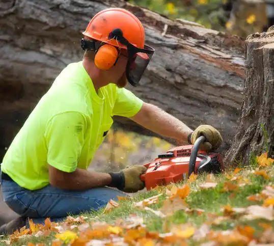 tree services Mount Pleasant